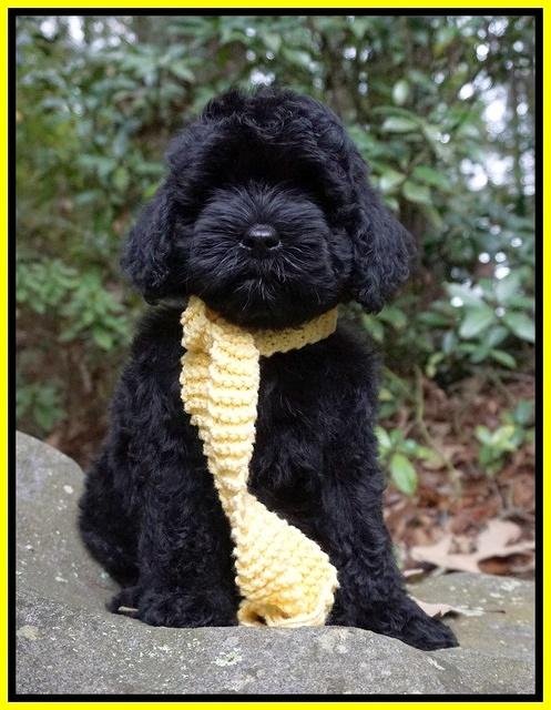 Jetta Parson 2 pups 8 wks old 81