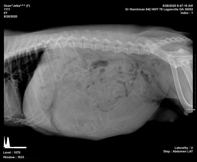 Jetta Parson 2 puppy count 11