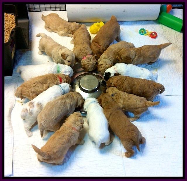 GROUP feed picture Sky and JOes pups