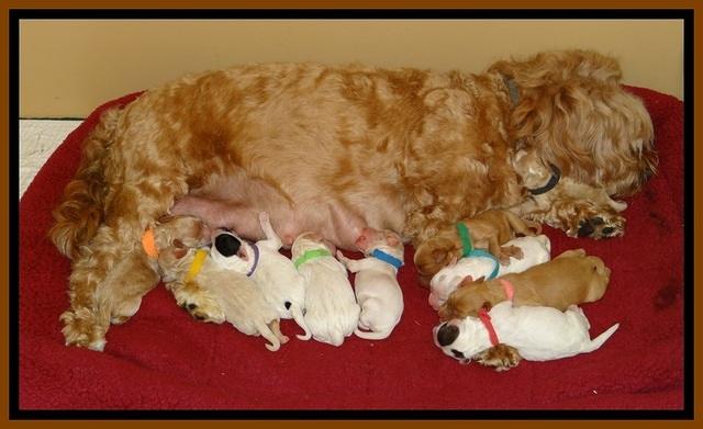 JB pups 1 day old group 1