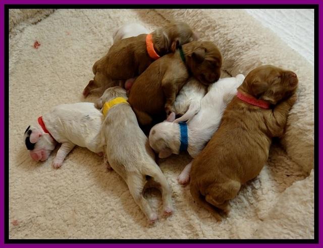 JB pups 5 days old 6