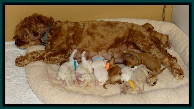 JB pups 5 days old group 2