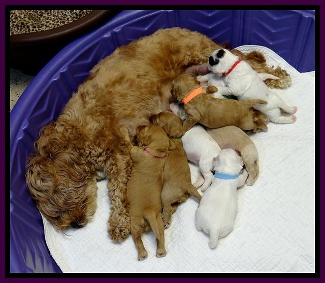 JBR pups 2 wks old group 3