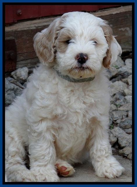JB pups 7.5 wks old 1