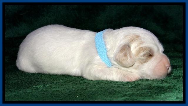 JBR pups 2 wks old 5