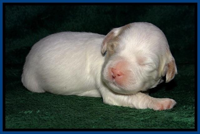 JBR pups 2 wks old 6