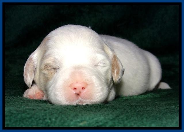 JBR pups 2 wks old 7