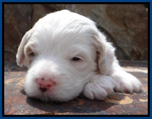 JBR pups 3 wks old 24