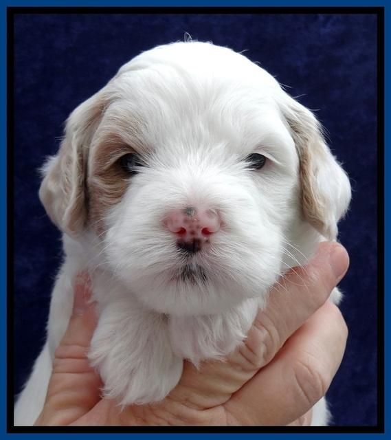 JBR pups 4 wks old 4