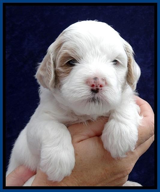 JBR pups 4 wks old 5