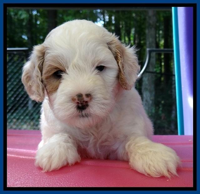 JBR pups 5 wks old 4