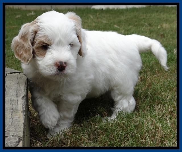 JBR pups 6 wks old 2