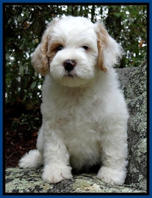 JRB pups 8 wks old 275