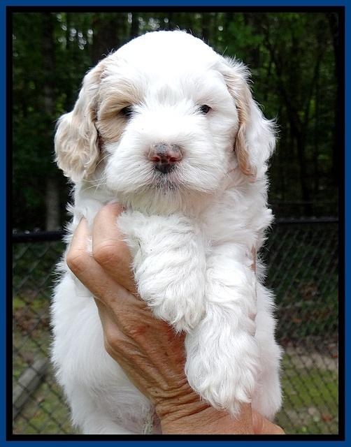 jbr pups 6 wks old faces 141