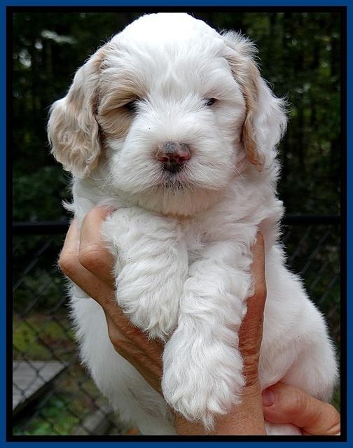 jbr pups 6 wks old faces 161