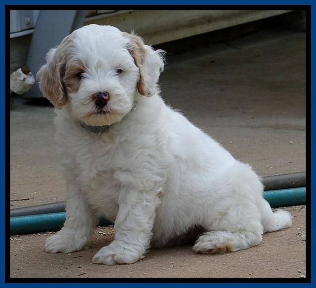 jbr pups 7 wks old 2100