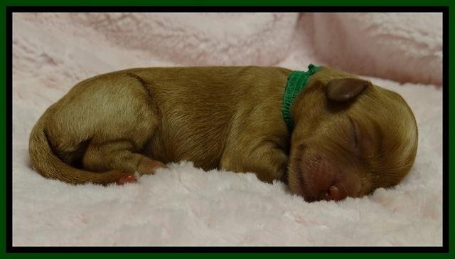 JB pups 1 day old 18