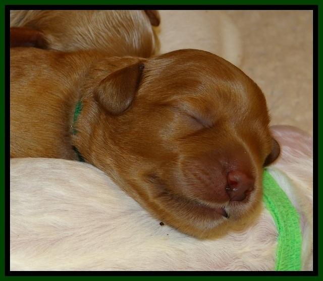 JB pups 5 days old 5