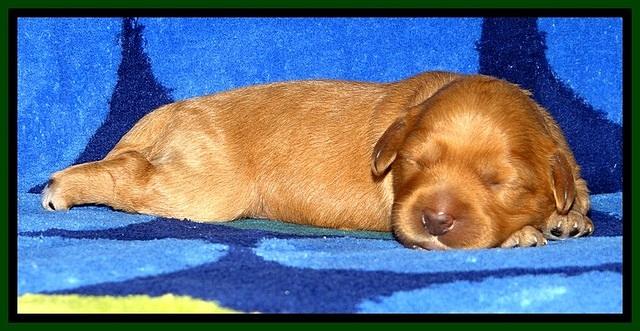 JBR pups 1 wk old 26