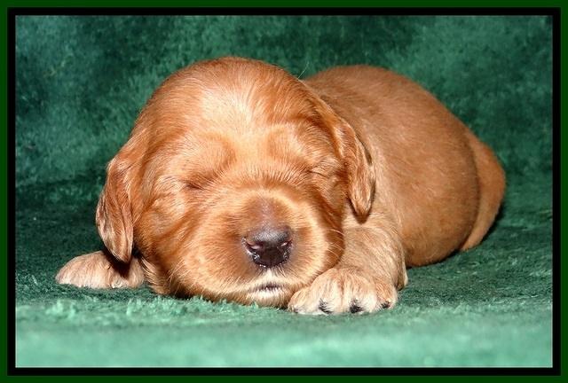 JBR pups 2 wks old 28