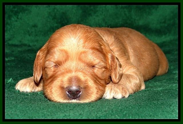 JBR pups 2 wks old 30