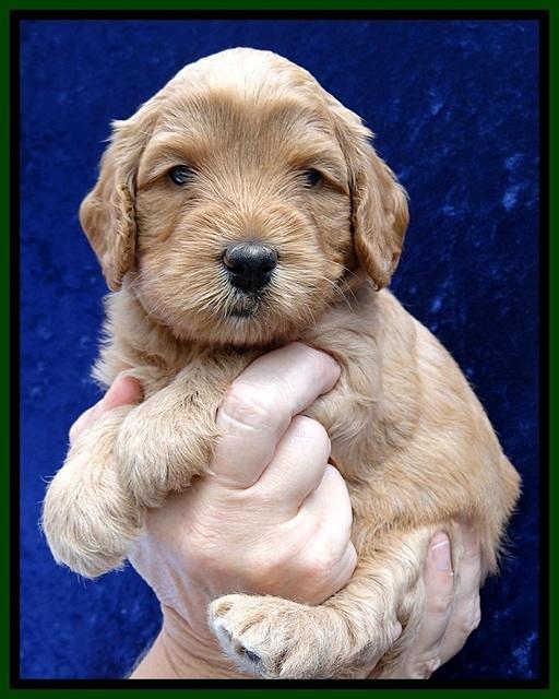 JBR pups 4 wks old 22