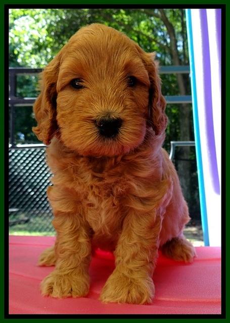 JBR pups 5 wks old 23