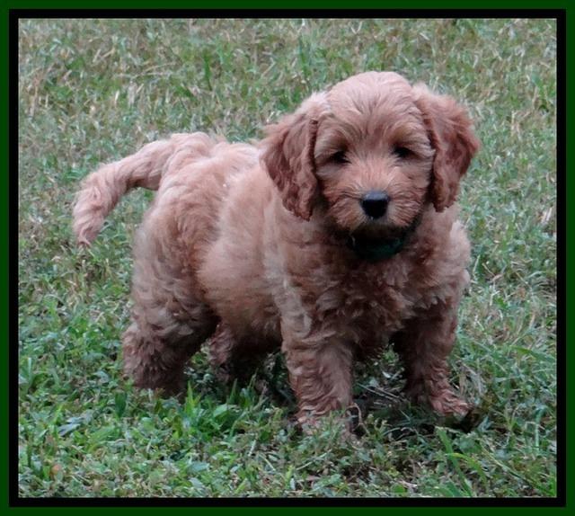 JBR pups 7 wks old 11200