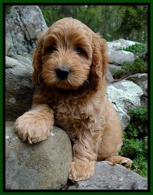 JRB pups 8 wks old 1075