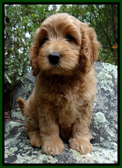 JRB pups 8 wks old 875