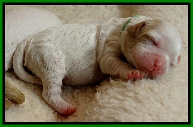 JB pups 5 days old 3