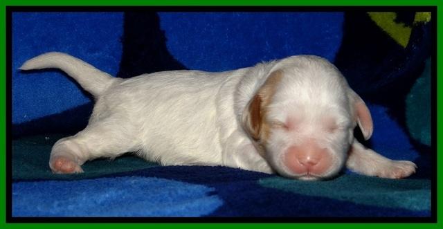 JBR pups 1 wk old 8