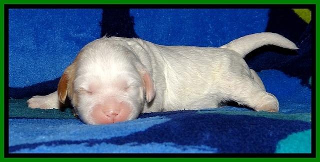 JBR pups 1 wk old 9