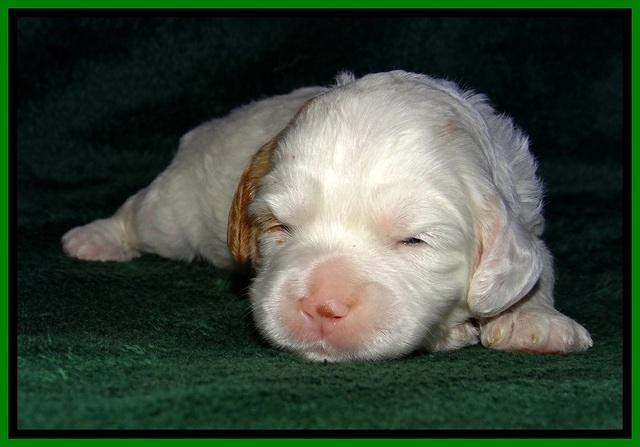 JBR pups 2 wks old 12
