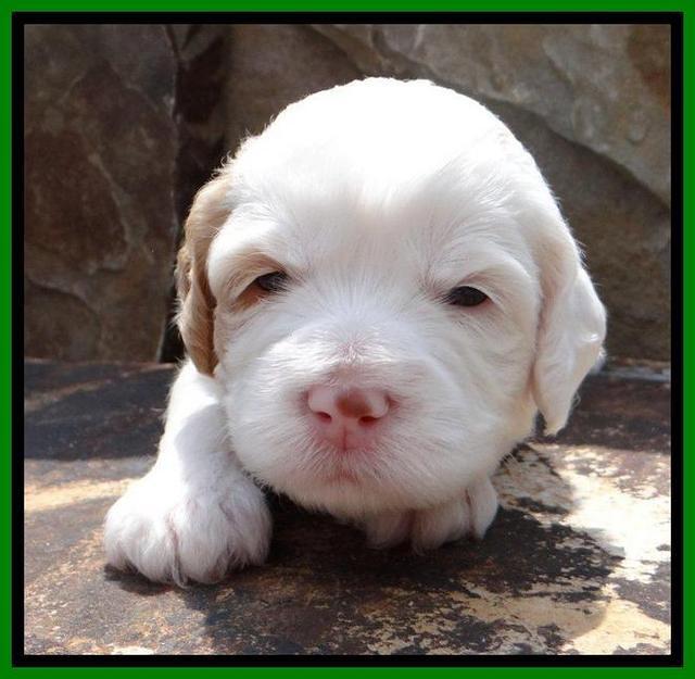 JBR pups 3 wks old 5