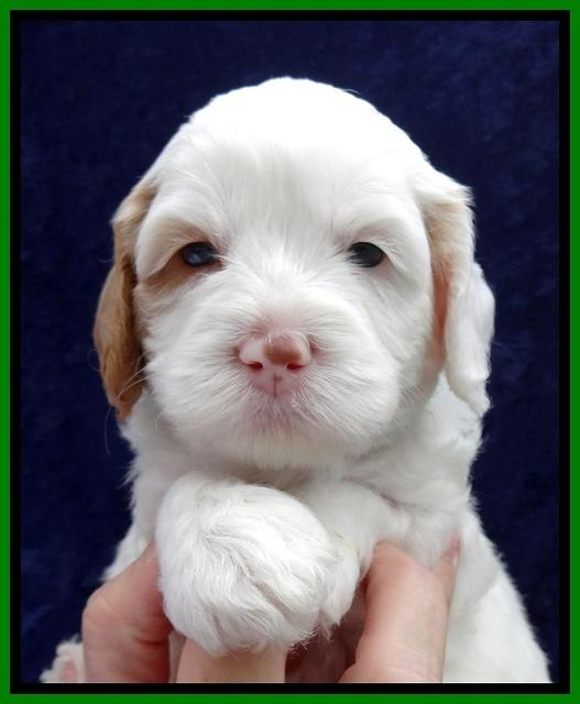 JBR pups 4 wks old 8