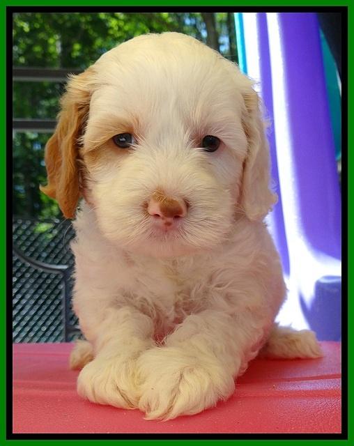 JBR pups 5 wks old 8