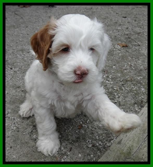 JBR pups 6 wks old 14