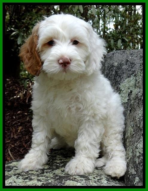 JRB pups 8 wks old 675