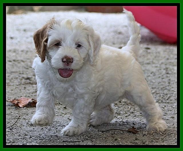 ST pups 7.5 wks old 625