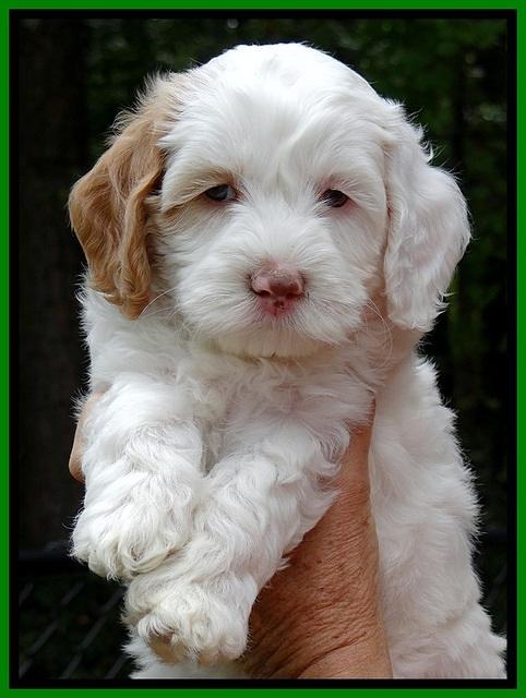 jbr pups 6 wks old faces 21