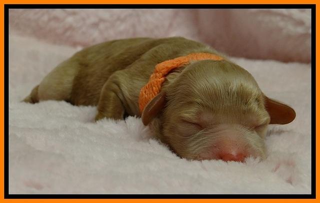 JB pups 1 day old 16