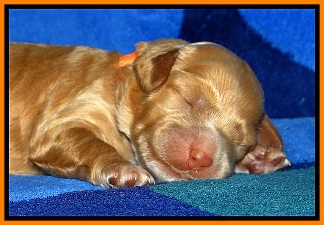 JBR pups 1 wk old 19