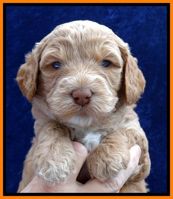 JBR pups 4 wks old 16