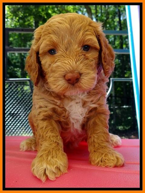 JBR pups 5 wks old 17