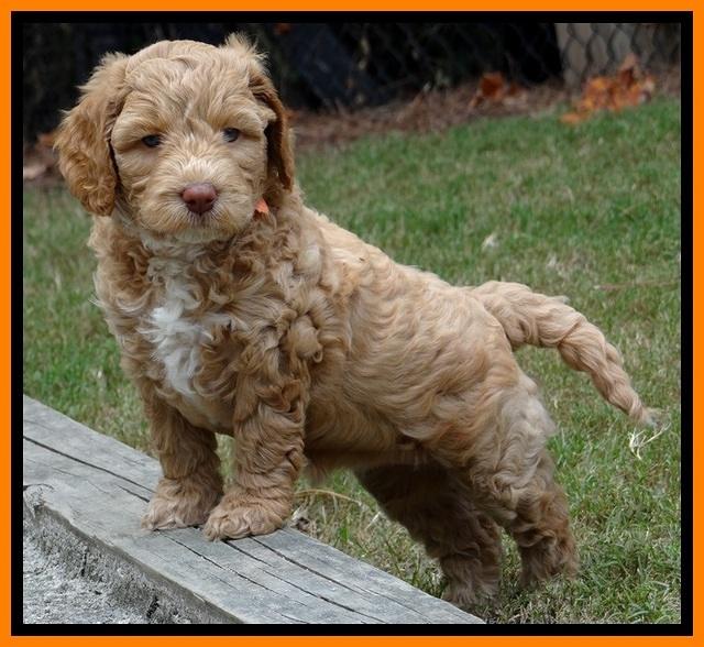 JBR pups 6 wks old 4