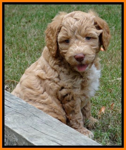 JBR pups 6 wks old 5