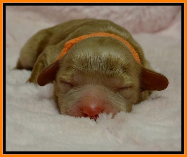 Jb pups 1 day old 17