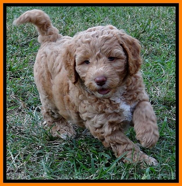jbr pups 7 wks old 14100