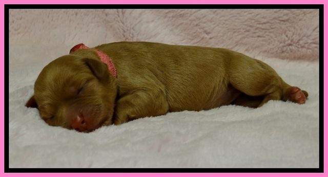 JB pups 1 day old 25